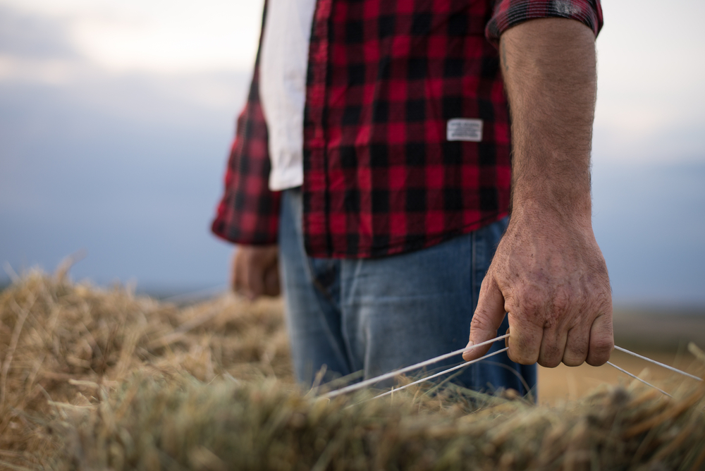 slama pestovani shutterstock 470165900