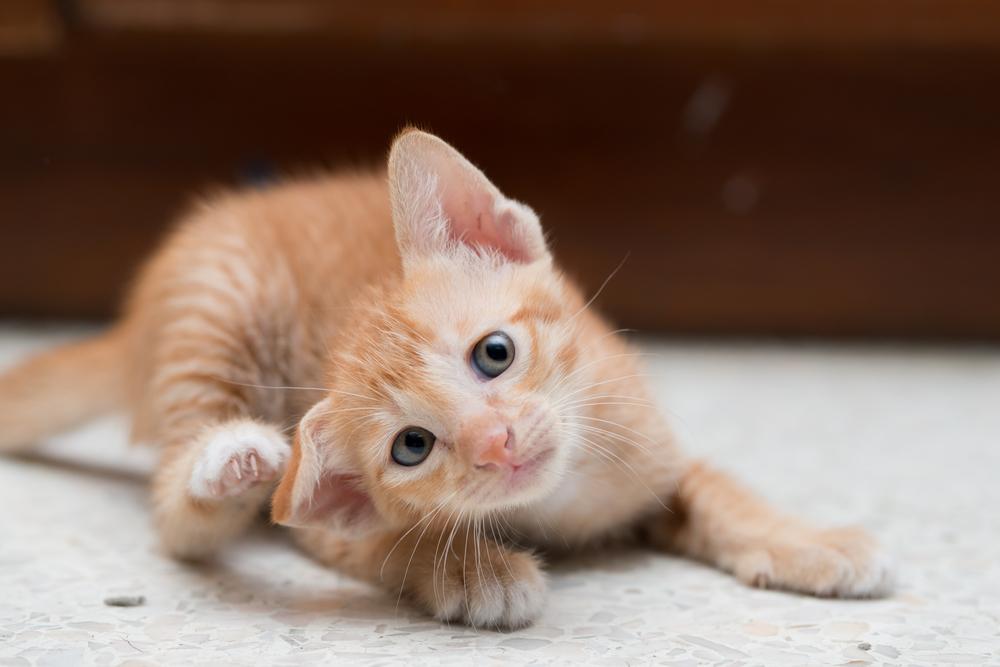 Kousnutí od blechy nejen svědí, ale také může být infekční. zvireci nemoci shutterstock 220273294